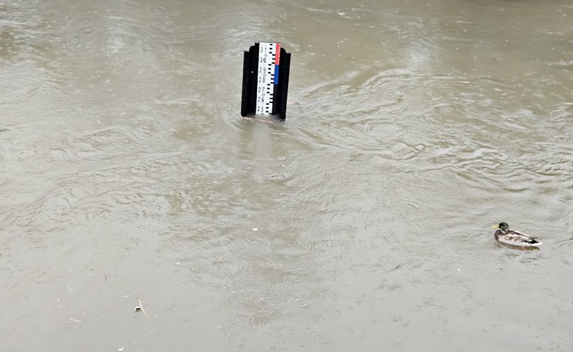 wskaźnik na rzece oraz kaczka pływająca po wodzie