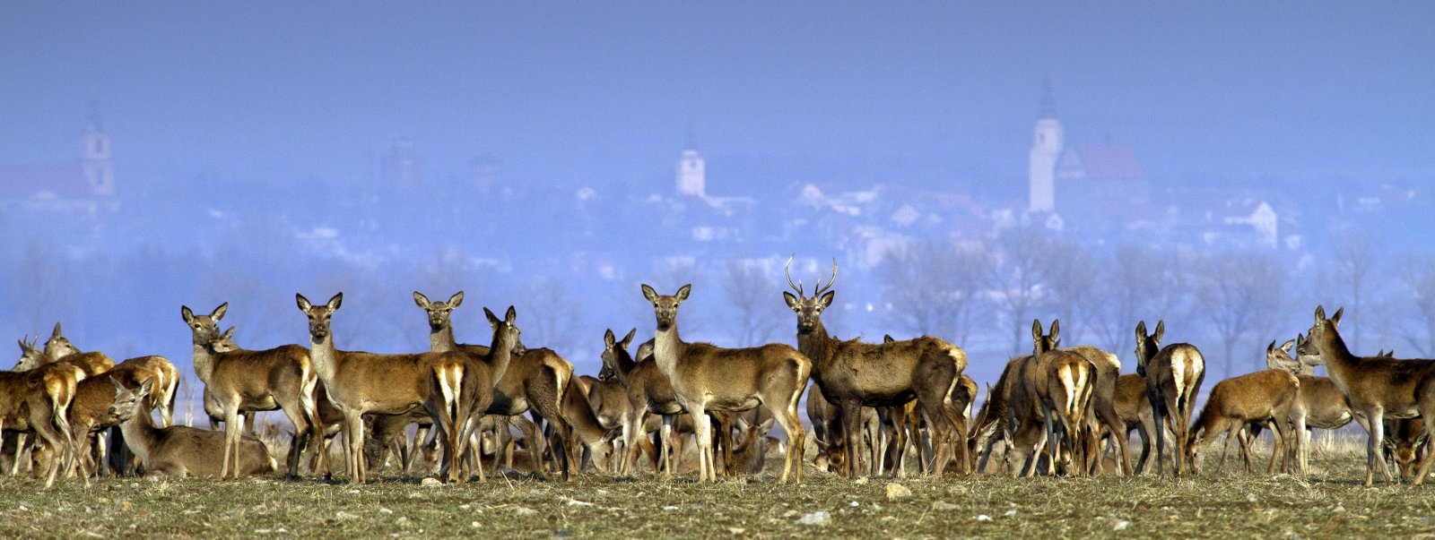 Stado jeleni i łąń na zielonej łące, w tle panorama miasta