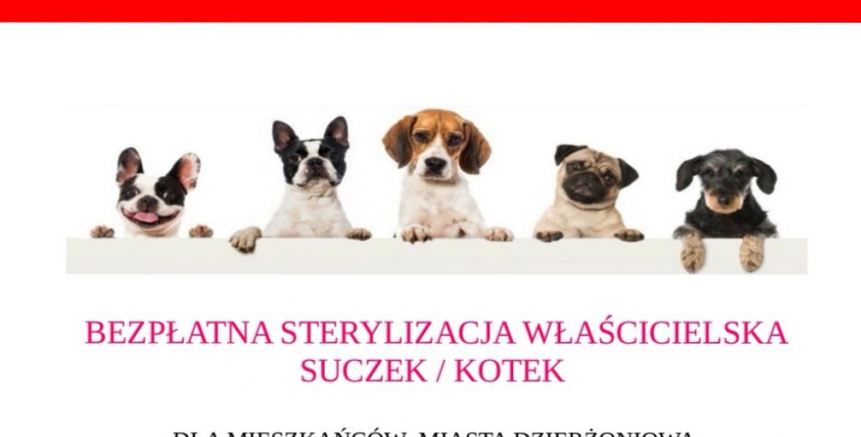 Grafika zachęcająca do sterylizacji, na niej zdjęcia psów