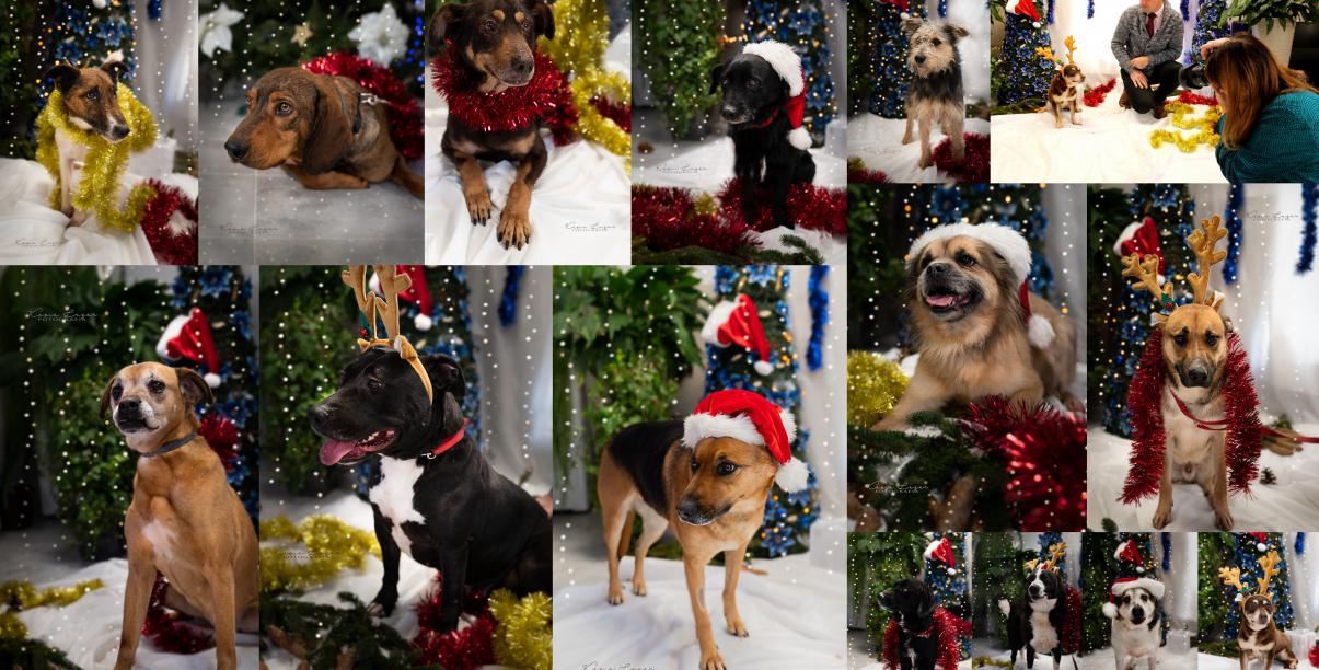 Kolaż zdjeć psów do adopcji w świątecznej scenerii