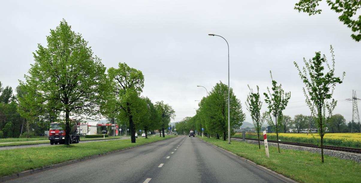 Droga w otoczeniu zieleni, widok z auta