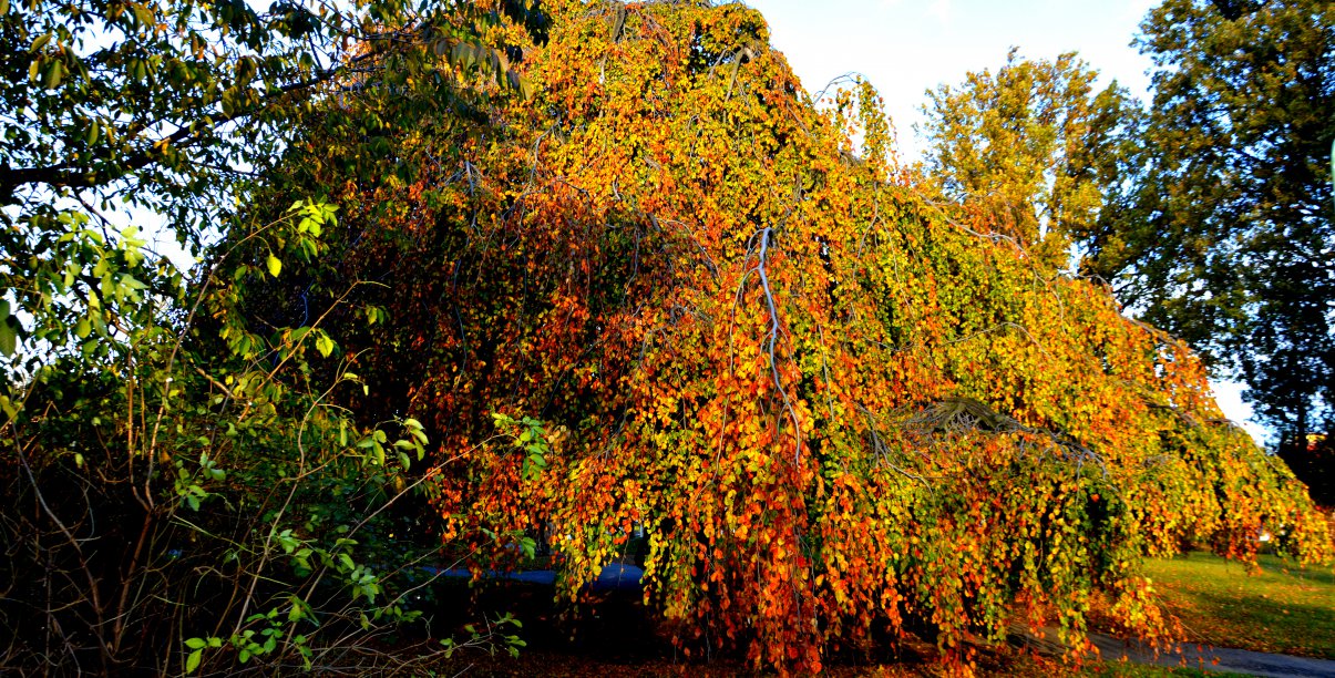 Drzewo w jesiennych barwach