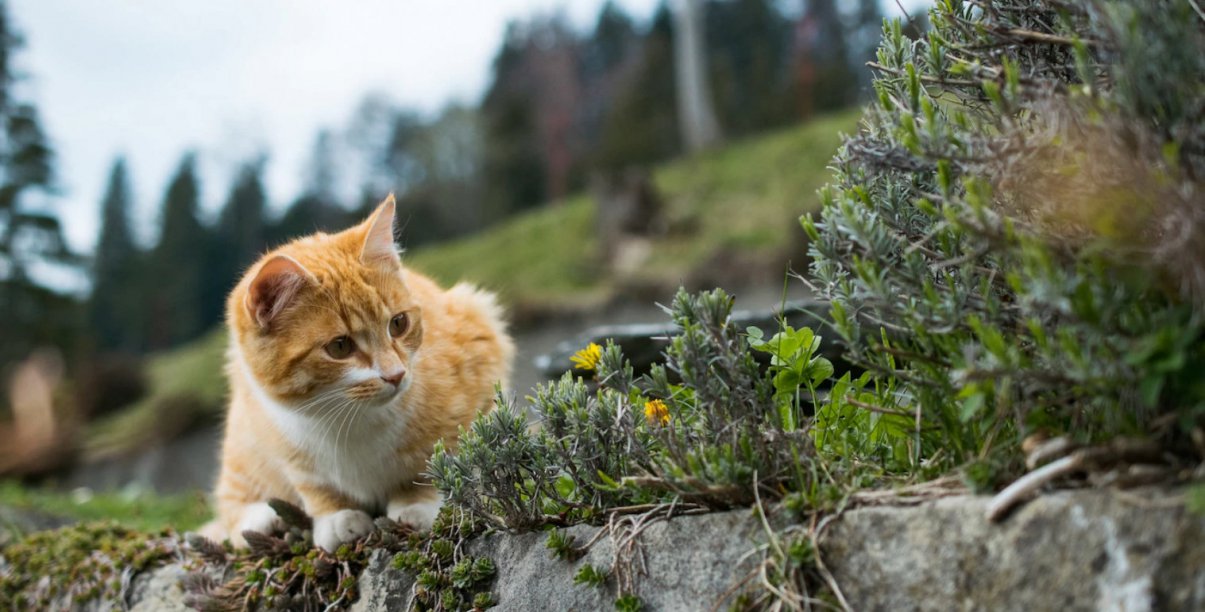 Pomarańczowy kot siedzący na murku, w tle zieleń