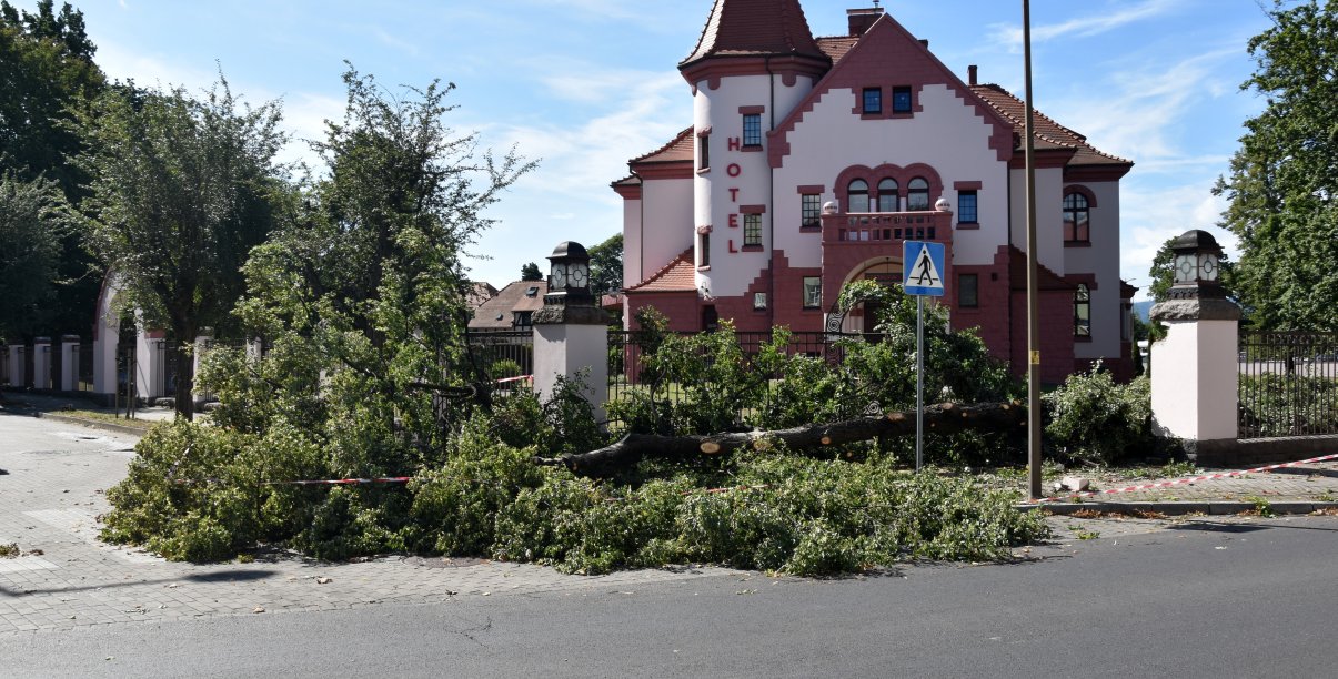 Przewrócone przez wiatr drzewo leżace na drodze, za nim zabytkowa kamienica