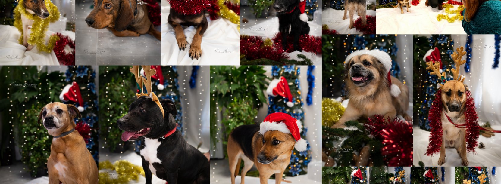 Kolaż zdjeć psów do adopcji w świątecznej scenerii