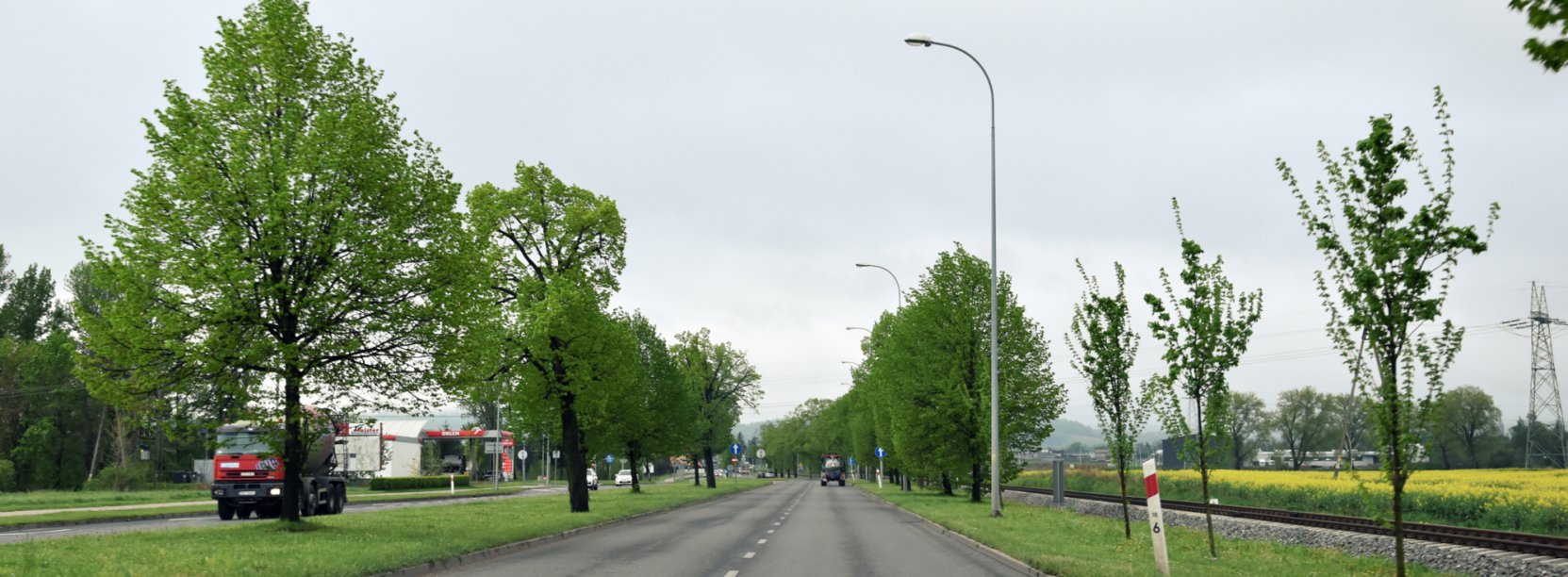 Droga w otoczeniu zieleni, widok z auta
