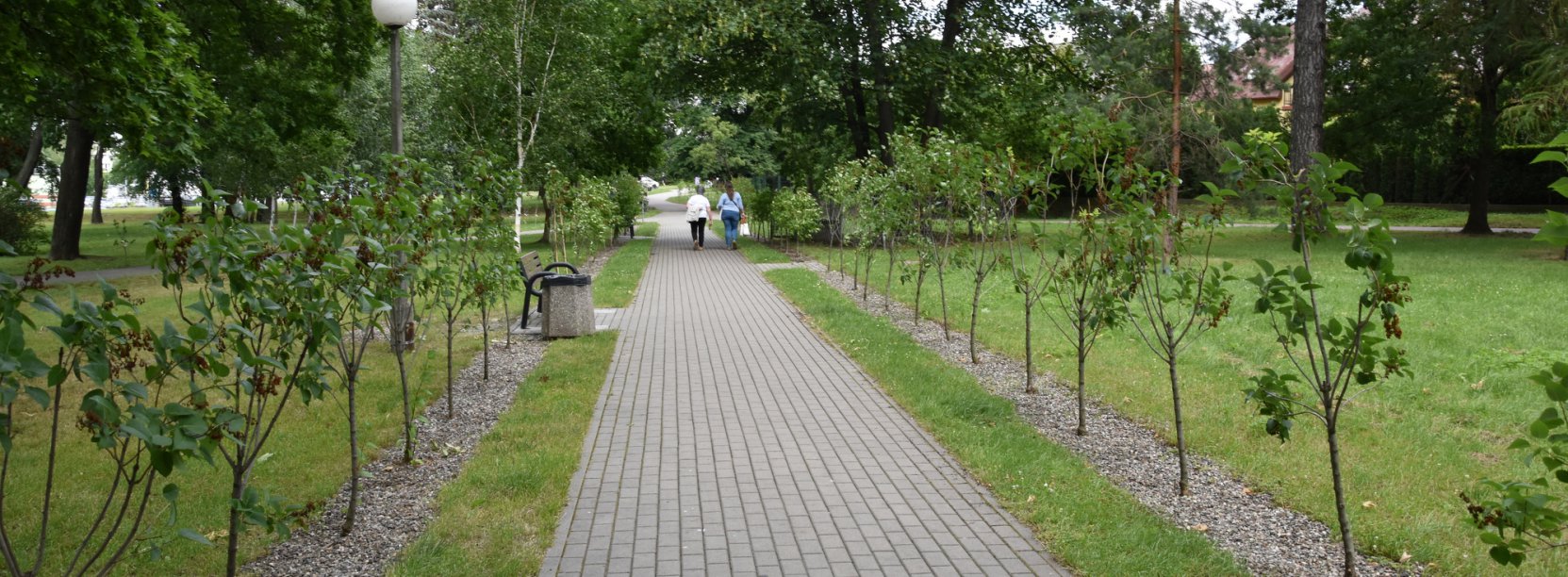 Alejka parkowa z kostki, po prawej i lewej stronie około metrowe sadzonki lilaków