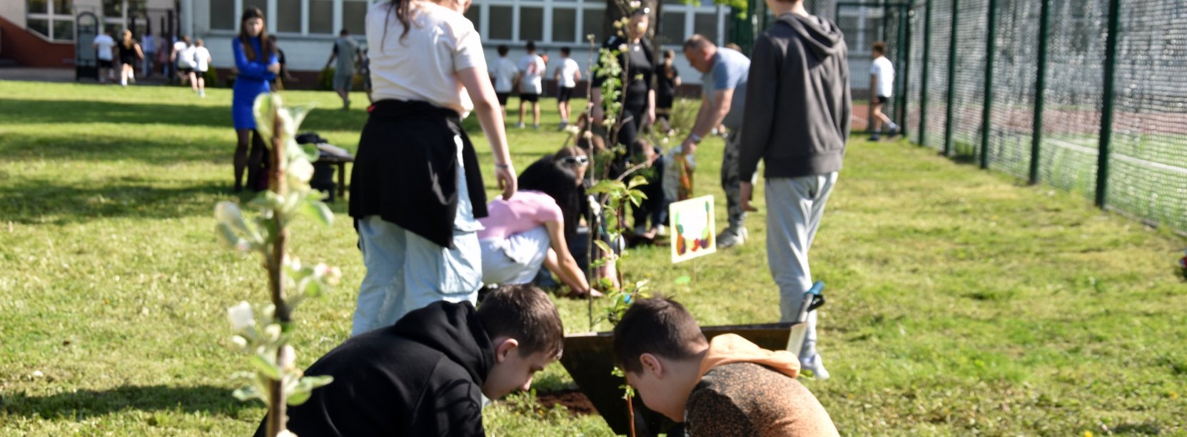Ucnziowie sadzący drzewka jabloni obok boiska szkolnego