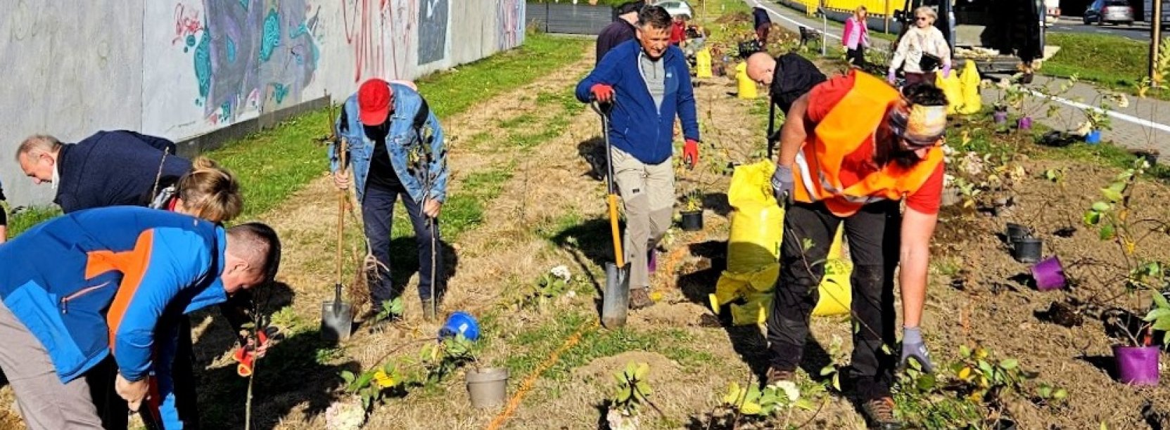 Grupa osób sadząca drzewa i krzewy przy ul. Złotej