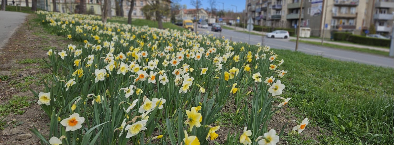 Narcyzy rozsnące na terenie zielonym obok drogi