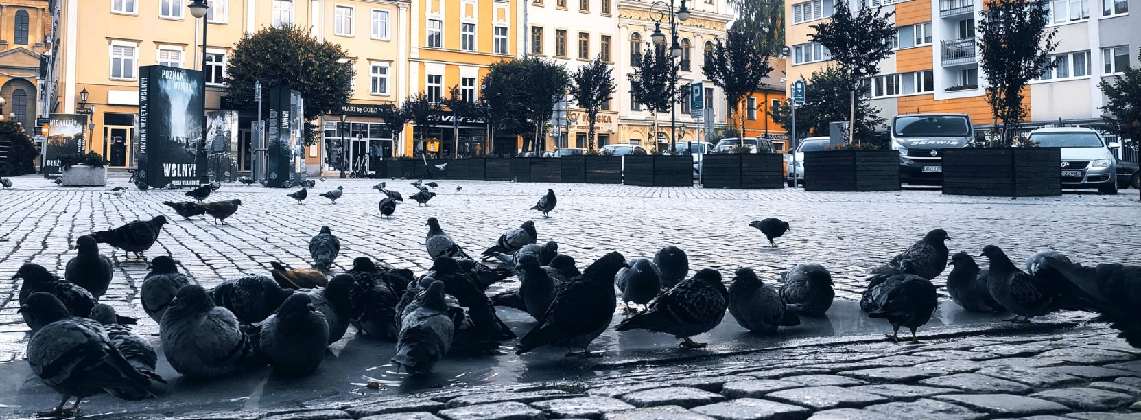 Stado gołębi na dzierżoniowskim rynku