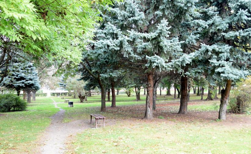 Drzewa i zieleń w parku 