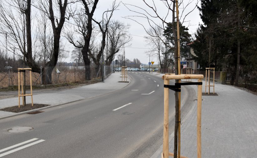 Zbliżenie na drzewko zasadzone w chodniku obok wyremontowanej drogi