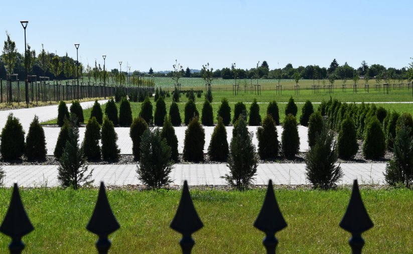 Alejka cmentarna z nasadzonymi krzewami, z tyłu duży teren zielony