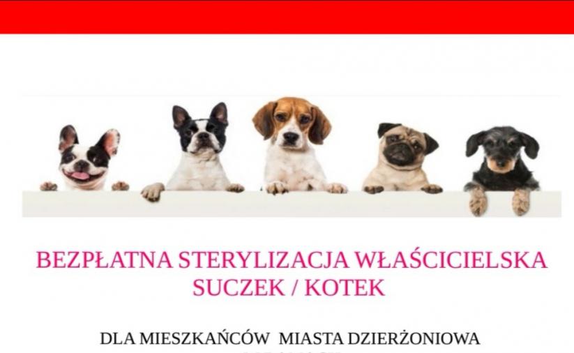 Grafika zachęcająca do sterylizacji, na niej zdjęcia psów