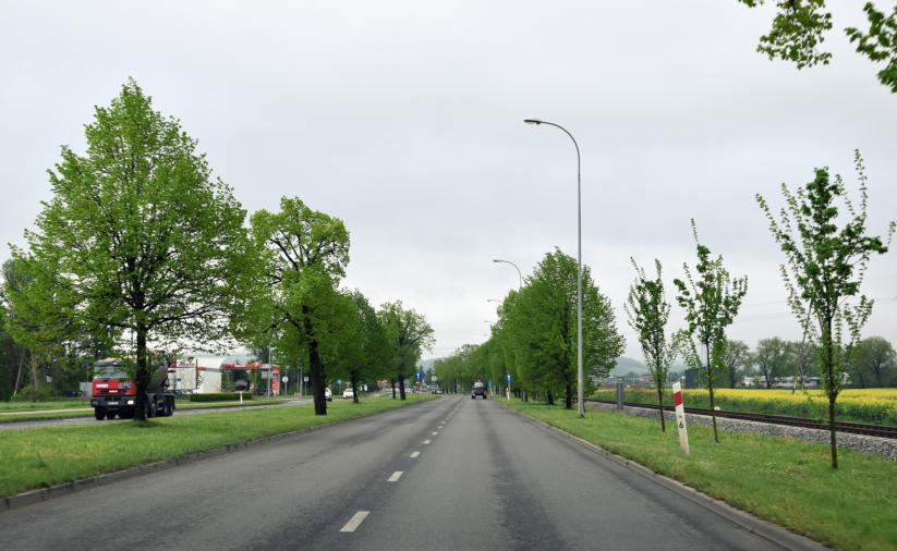 Droga w otoczeniu zieleni, widok z auta