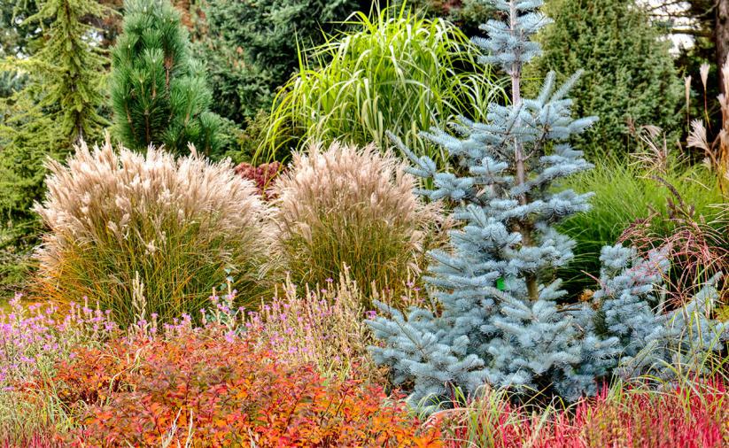 Różnego rodzaju kolorowe rośliny ogrodowe
