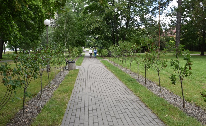 Alejka parkowa z kostki, po prawej i lewej stronie około metrowe sadzonki lilaków