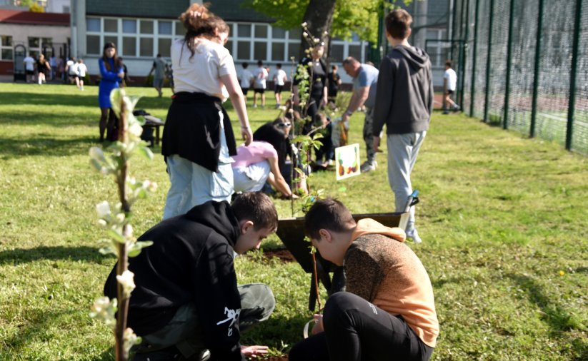 Ucnziowie sadzący drzewka jabloni obok boiska szkolnego
