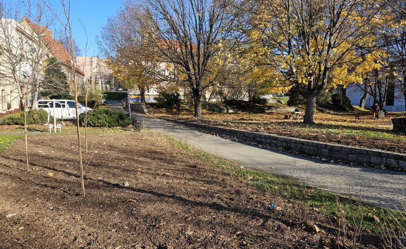 Nasadzenia drzew przy Skwerze Seniora i Juniora