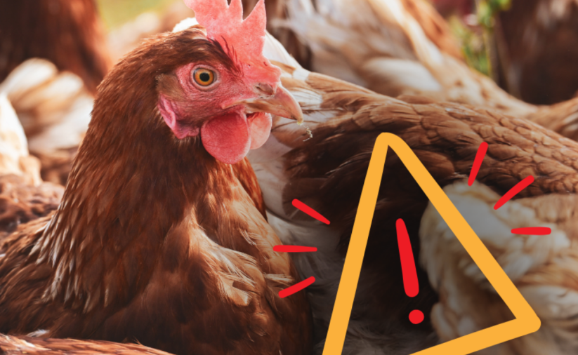 Posiedzenie Powiatowego Zespołu Zarządzania Kryzysowego w Starostwie Powiatowym w Dzierżoniowie dotyczące ogniska ptasiej grypy HPAI. Komunikat informuje o obszarach objętych ograniczeniami oraz zaleceniach dla hodowców drobiu.