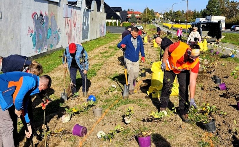 Grupa osób sadząca drzewa i krzewy przy ul. Złotej
