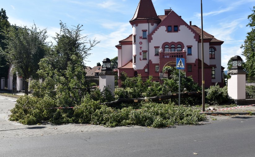 Przewrócone przez wiatr drzewo leżace na drodze, za nim zabytkowa kamienica