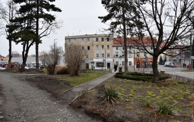 Rozkopany chodnik, dookoła drzewa