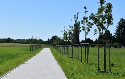 Nasadzenia młodych drzew przy alejce z kostki betonowej