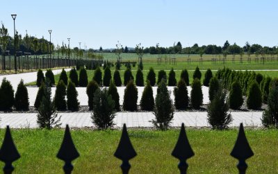 Alejka cmentarna z nasadzonymi krzewami, z tyłu duży teren zielony